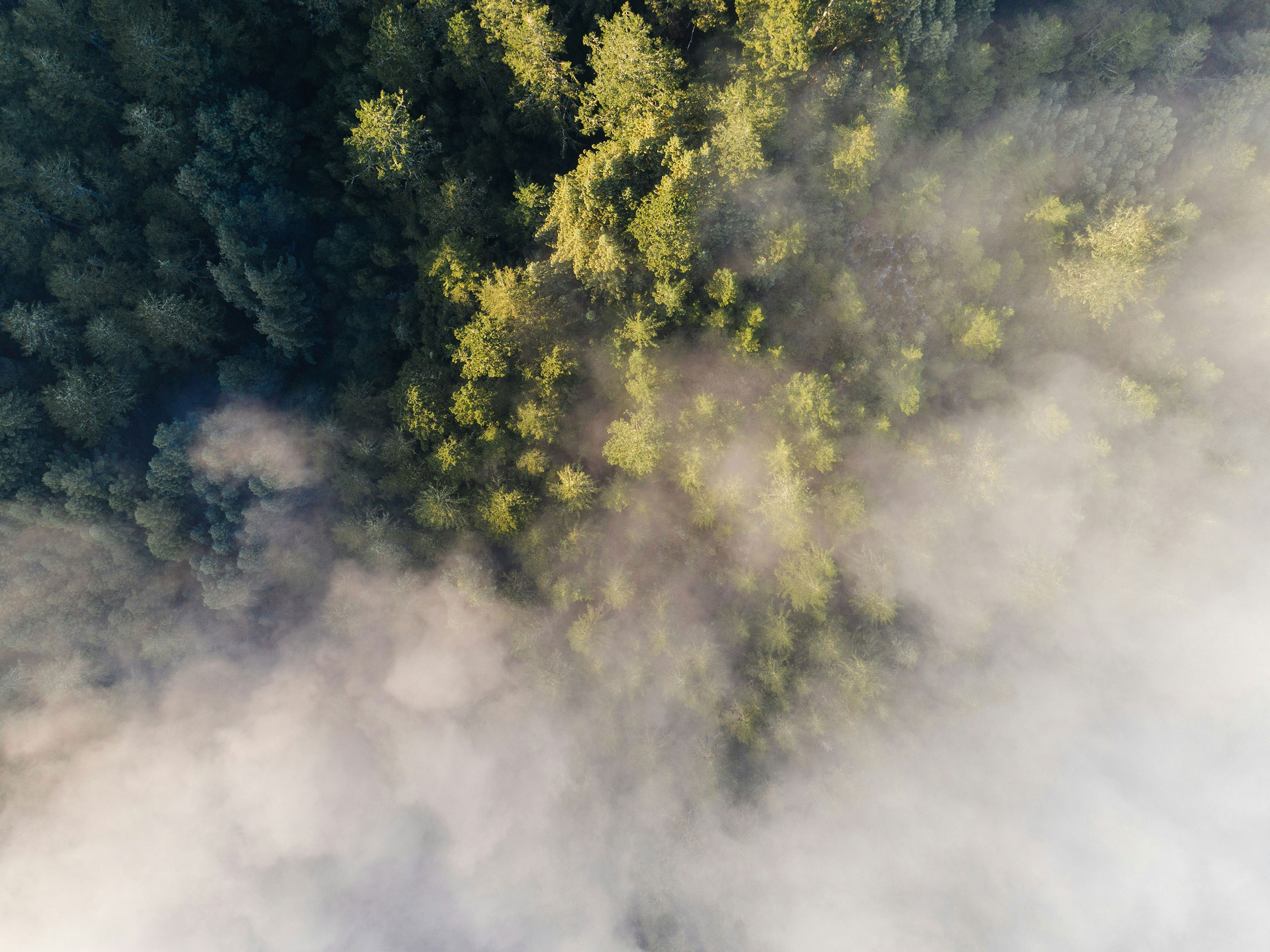 Final approval of a restructuring plan for a company in the trade sector!