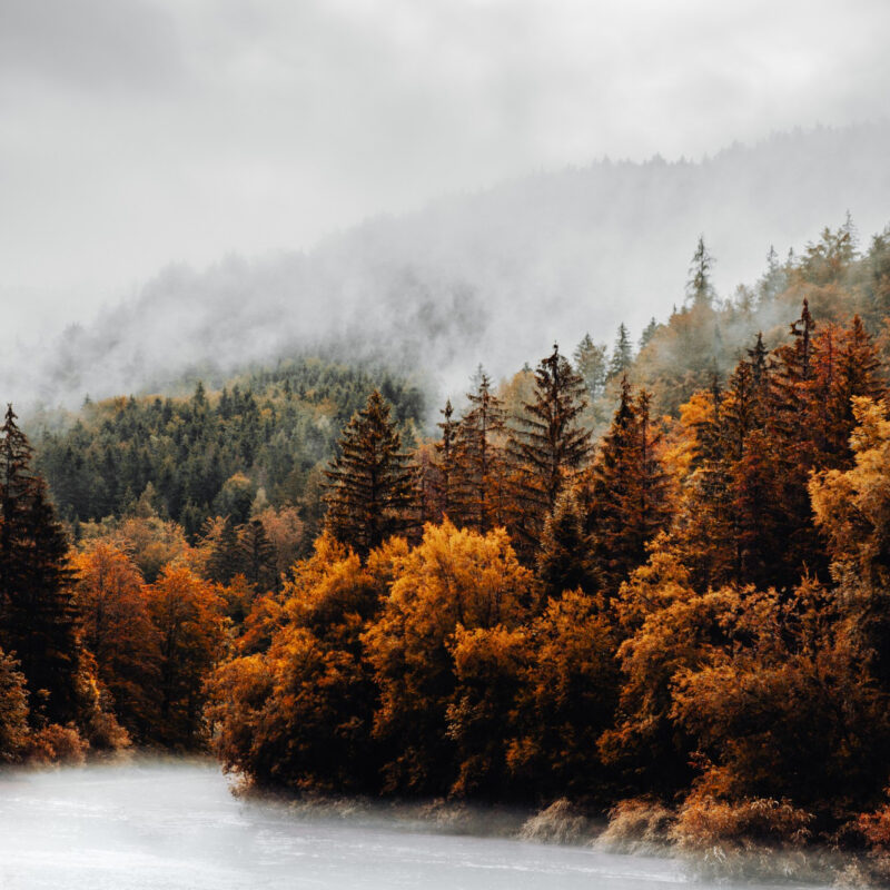 zamglony-jesienny-las