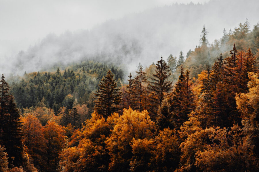 zamglony-jesienny-las