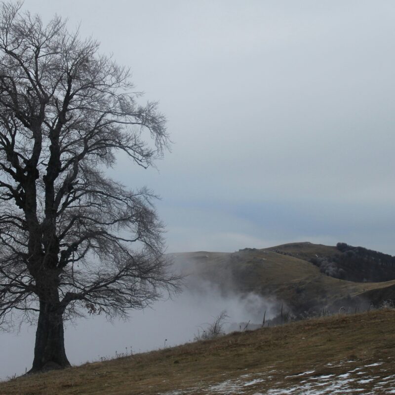 drzewo na górze w tle mgła
